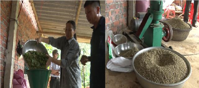 Mô hình nuôi gà thả vườn an toàn sinh học theo hướng hữu cơ