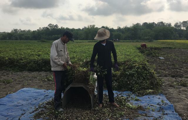 Phú Ninh: Năng suất đậu phụng đạt cao nhất từ trước đến nay